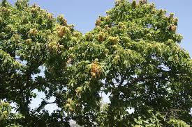 Attēlu rezultāti vaicājumam “Castanea sativa  leaf”