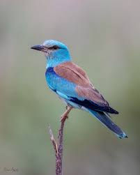 Attēlu rezultāti vaicājumam “Coracias garrulus”