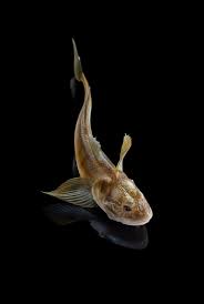 Image result for Myoxocephalus quadricornis