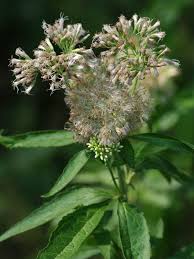 Attēlu rezultāti vaicājumam “Eupatorium cannabinum leaf”