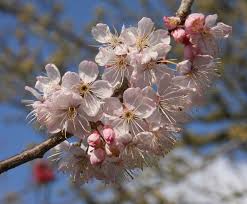 Attēlu rezultāti vaicājumam “Prunus avium flower”