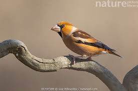 Attēlu rezultāti vaicājumam “Coccothraustes coccothraustes”
