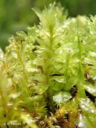 Attēlu rezultāti vaicājumam “Plagiomnium elatum”