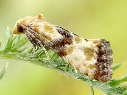 Attēlu rezultāti vaicājumam “Eupoecilia angustana”