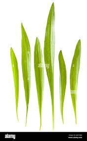 Attēlu rezultāti vaicājumam “Plantago lanceolata leaf”