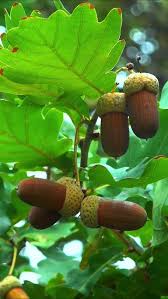 Attēlu rezultāti vaicājumam “Quercus robur fruit”