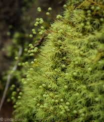 Attēlu rezultāti vaicājumam “Bartramia pomiformis sporophyte”