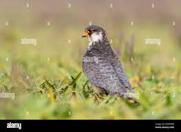 Image result for Falco amurensis