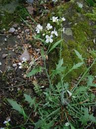 Attēlu rezultāti vaicājumam “Cardaminopsis arenosa flower”
