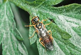 Attēlu rezultāti vaicājumam “Acantholyda posticalis”