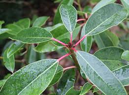 Attēlu rezultāti vaicājumam “Cnidium dubium leaf”