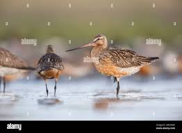 Attēlu rezultāti vaicājumam “Limosa lapponica adult”