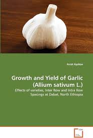 Attēlu rezultāti vaicājumam “Allium sativum fruit”