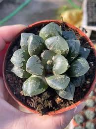 Image result for Haworthia