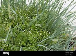 Attēlu rezultāti vaicājumam “Stellaria crassifolia”