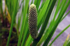 Attēlu rezultāti vaicājumam “Acoraceae”