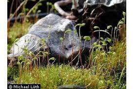 Attēlu rezultāti vaicājumam “Leptobryum pyriforme”