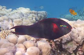 Image result for Scarus niger