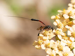 Attēlu rezultāti vaicājumam “Gasteruption jaculator imago”