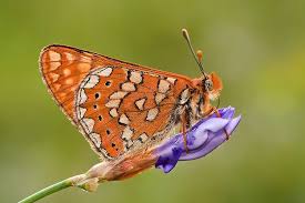 Attēlu rezultāti vaicājumam “Euphydrias aurinia”