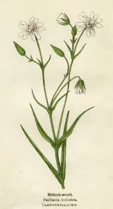 Attēlu rezultāti vaicājumam “Stellaria holostea”