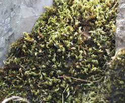 Attēlu rezultāti vaicājumam “Homalothecium sericeum”