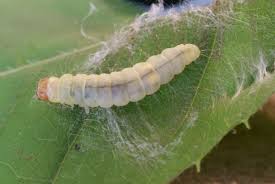 Attēlu rezultāti vaicājumam “Diurnea fagella”