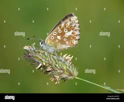 Attēlu rezultāti vaicājumam “Aricia artaxerxes”