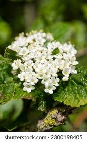 Attēlu rezultāti vaicājumam “Viburnum lantana  flower”