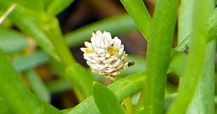 Attēlu rezultāti vaicājumam “Homomallium incurvatum sporophyte”