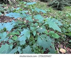Attēlu rezultāti vaicājumam “Solanum nigrum leaf”