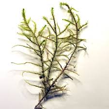 Attēlu rezultāti vaicājumam “Rhytidiadelphus subpinnatus”