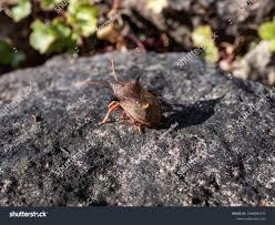 Attēlu rezultāti vaicājumam “Pinthaeus sanguinipes”