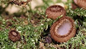 Attēlu rezultāti vaicājumam “Humaria hemisphaerica”