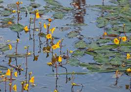 Attēlu rezultāti vaicājumam “xComagaria rosea”