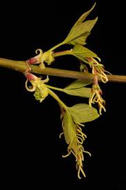Attēlu rezultāti vaicājumam “Acer negundo female flower”