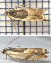 Attēlu rezultāti vaicājumam “Ancylis myrtillana”