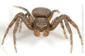 Attēlu rezultāti vaicājumam “Xysticus bifasciatus”