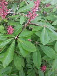 Attēlu rezultāti vaicājumam “Aesculus x hybrida leaf”