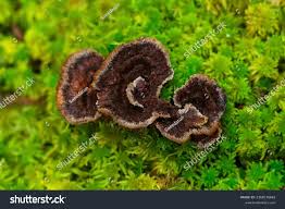 Attēlu rezultāti vaicājumam “Thelephora terrestris”