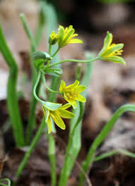 Attēlu rezultāti vaicājumam “Gagea lutea”
