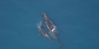 Image result for Eubalaena glacialis