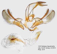 Attēlu rezultāti vaicājumam “Pediasia fascelinella”