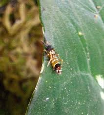 Attēlu rezultāti vaicājumam “Orchesella flavescens”