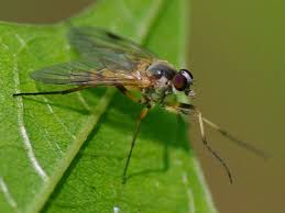 Attēlu rezultāti vaicājumam “Rhagionidae”