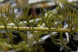 Attēlu rezultāti vaicājumam “Utricularia intermedia”