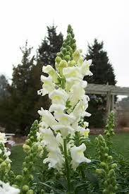 Image result for Antirrhinum majus maximum