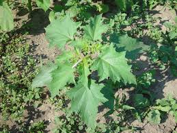 Image result for Datura stramonium
