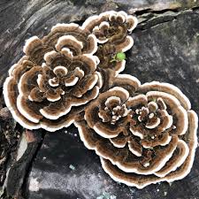 Attēlu rezultāti vaicājumam “Trametes”