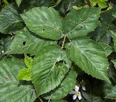 Attēlu rezultāti vaicājumam “Rubus plicatus”